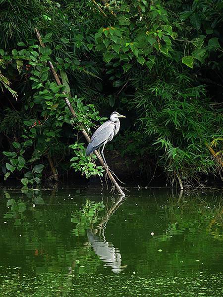 Linmei a9.JPG Linmei a9.JPG