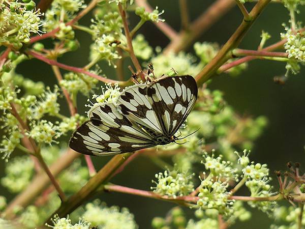 Linmei b5.JPG Linmei b5.JPG