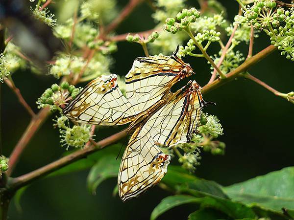 Linmei b2.JPG Linmei b2.JPG