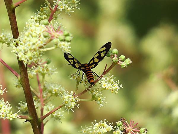 Linmei b3.JPG Linmei b3.JPG