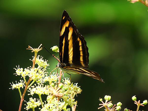 Linmei b4.JPG Linmei b4.JPG