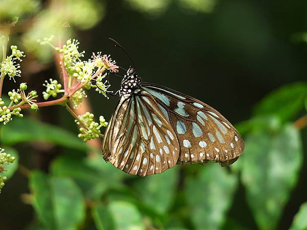 Linmei b1.JPG Linmei b1.JPG