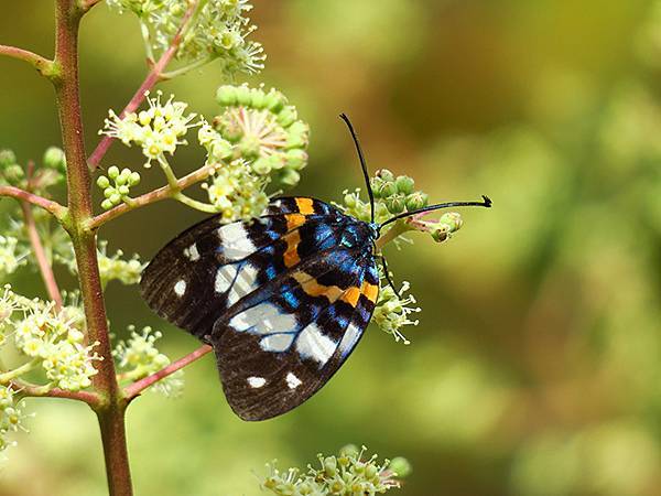 Linmei b6.JPG Linmei b6.JPG