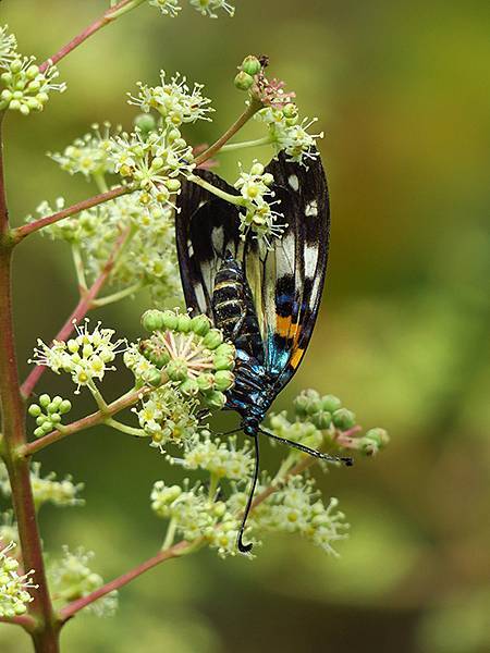 Linmei b7.JPG Linmei b7.JPG