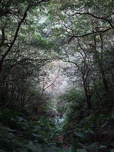 Linmei c5.JPG Linmei c5.JPG