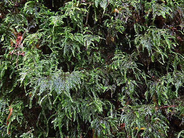 Linmei d7.JPG Linmei d7.JPG