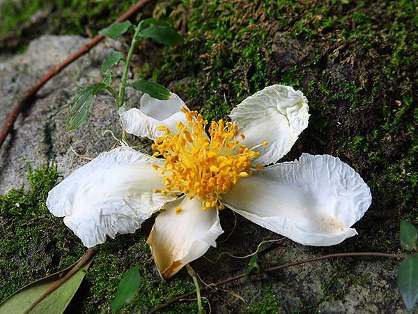 Linmei d8.JPG Linmei d8.JPG