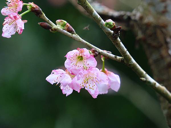 CBB b3.JPG CBB b3.JPG