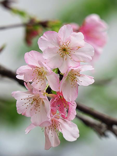 CBB b5.JPG CBB b5.JPG