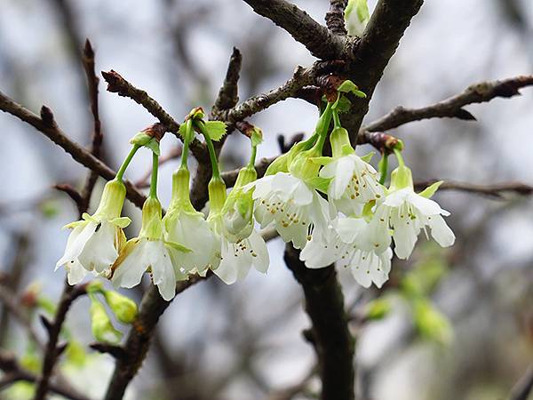 CBB b2.JPG CBB b2.JPG