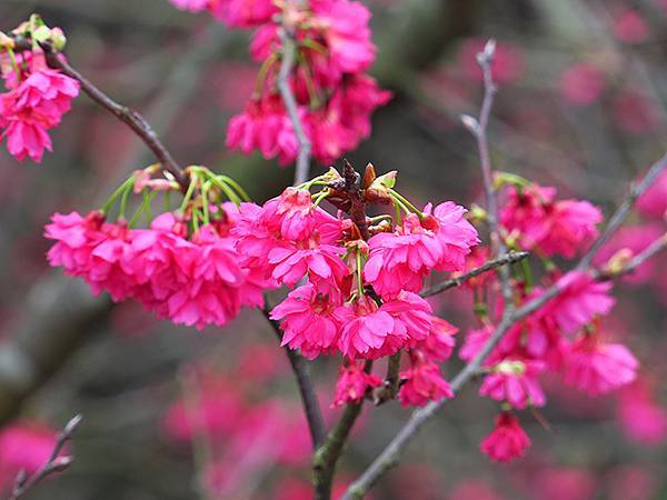 CBB b4.JPG CBB b4.JPG