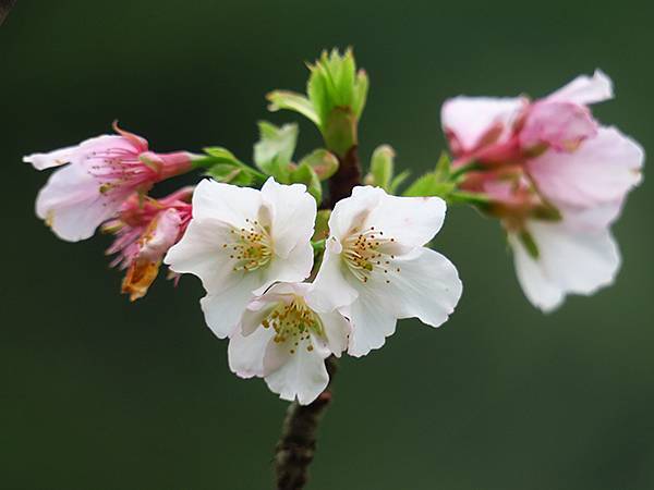 CBB b6.JPG CBB b6.JPG