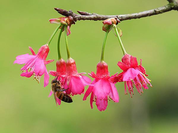 CBB b1.JPG CBB b1.JPG