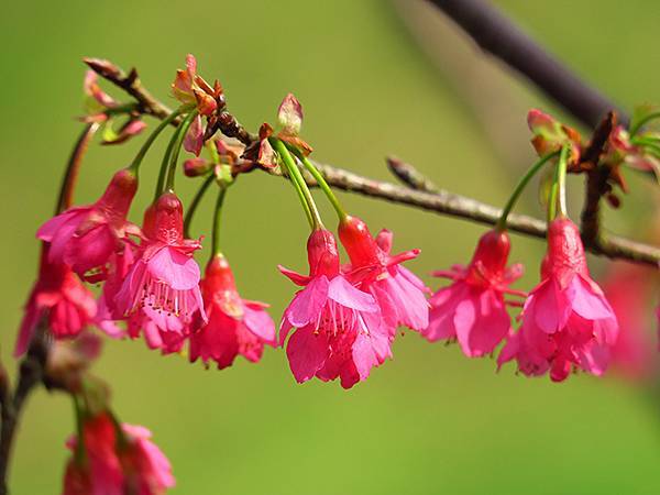 CBB b11.JPG CBB b11.JPG