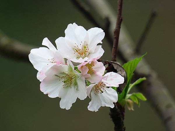 CBB b10.JPG CBB b10.JPG