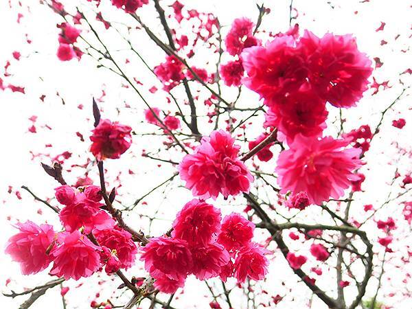 CBB b8.JPG CBB b8.JPG