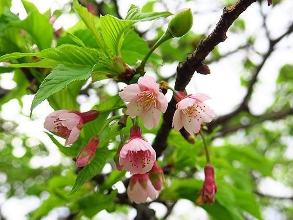 CBB b7.JPG CBB b7.JPG