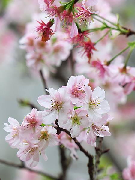 CBB b9.JPG CBB b9.JPG