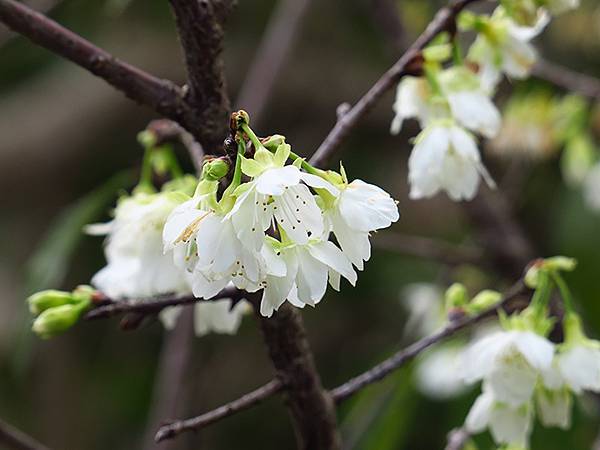 CBB b12.JPG CBB b12.JPG