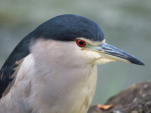 CBB d7.JPG CBB d7.JPG