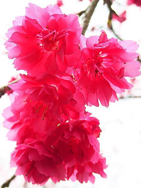 CBB b13.JPG CBB b13.JPG