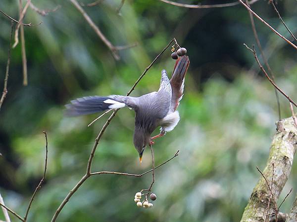 CBB d1.JPG CBB d1.JPG