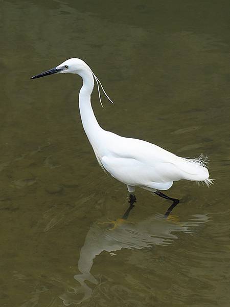 CBB d4.JPG CBB d4.JPG