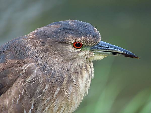 CBB d6.JPG CBB d6.JPG