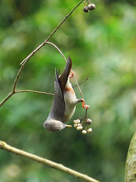 CBB d2.JPG CBB d2.JPG