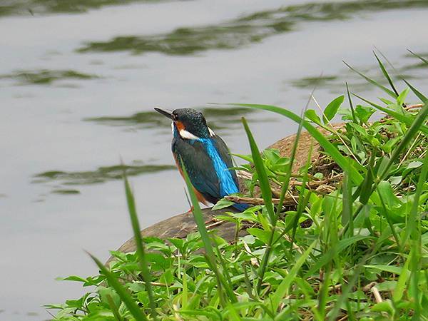 CBB d11.JPG CBB d11.JPG