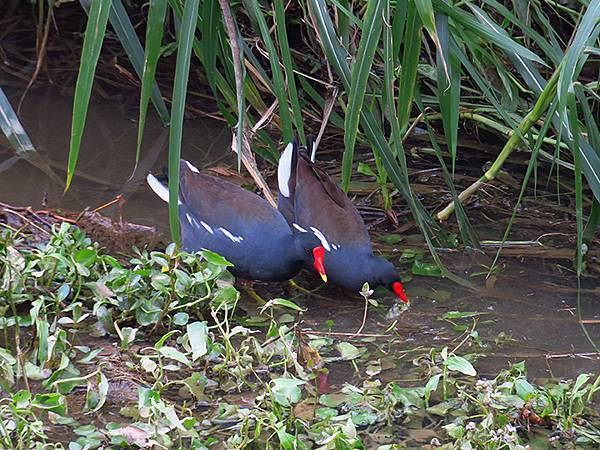 CBB d9.JPG CBB d9.JPG