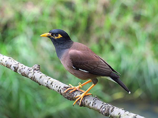 CBB d13.JPG CBB d13.JPG