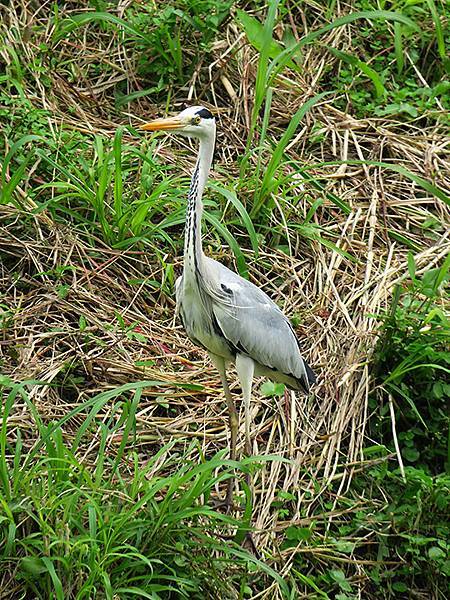 CBB d8.JPG CBB d8.JPG