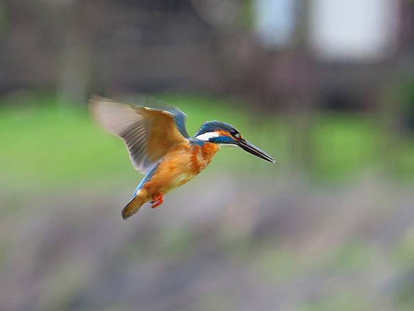 CBB d12.JPG CBB d12.JPG