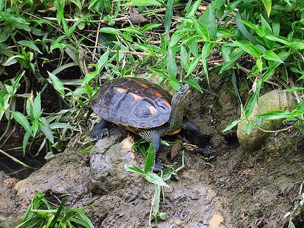 CBB d19.JPG CBB d19.JPG