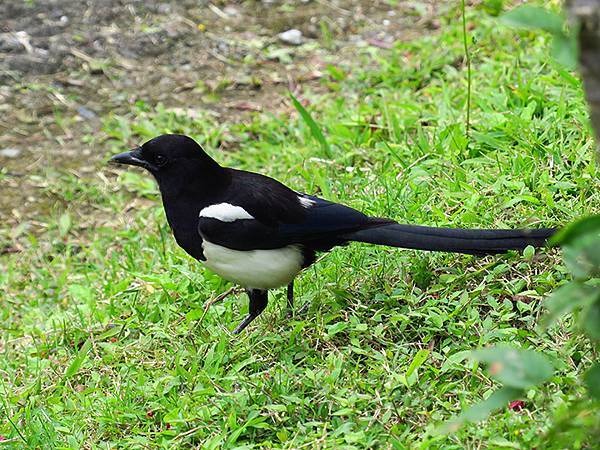 CBB d17.JPG CBB d17.JPG