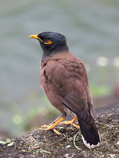 CBB d14.JPG CBB d14.JPG