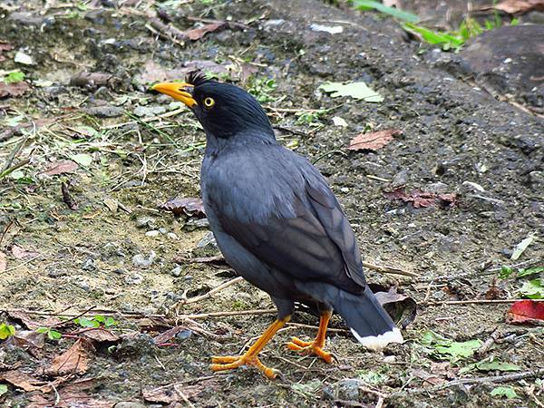 CBB d16.JPG CBB d16.JPG