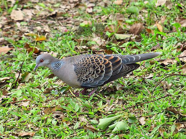 CBB d18.JPG CBB d18.JPG