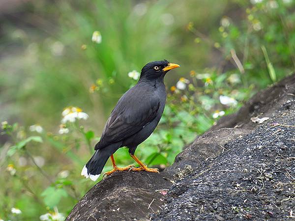 CBB d15.JPG CBB d15.JPG