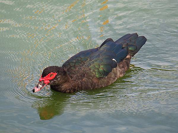 Barclay a5.JPG Barclay a5.JPG