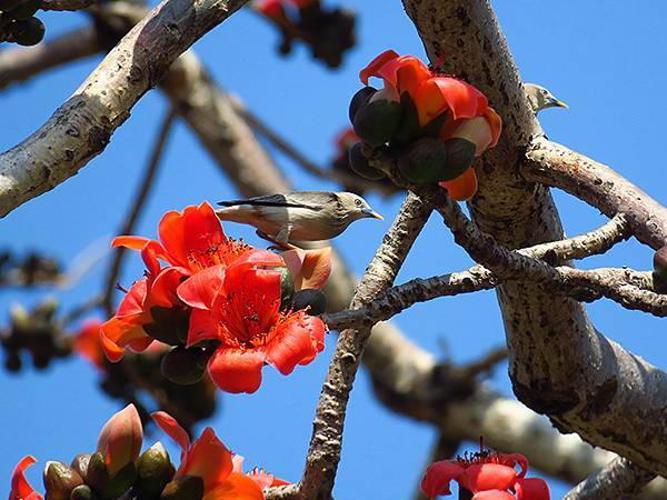 Barclay a1.JPG Barclay a1.JPG