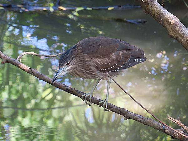 Barclay b6.JPG Barclay b6.JPG