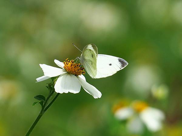 Barclay c4.JPG Barclay c4.JPG