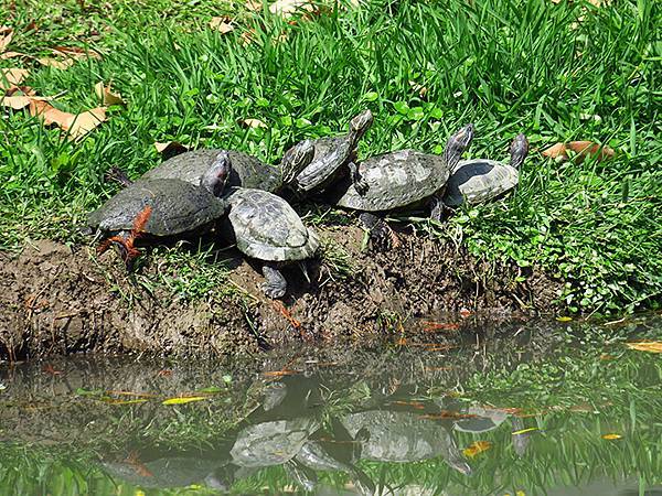 Barclay b8.JPG Barclay b8.JPG