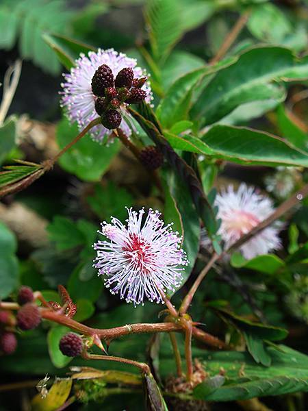 Barclay c3.JPG Barclay c3.JPG