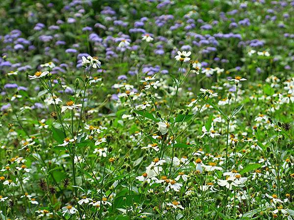 Barclay c1.JPG Barclay c1.JPG