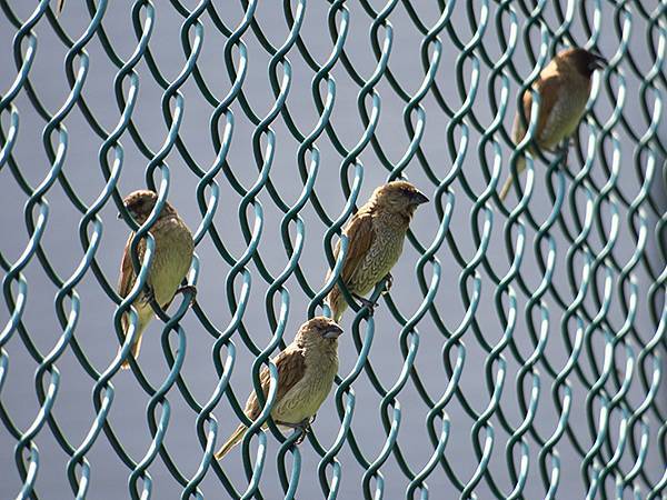 Barclay e2.JPG Barclay e2.JPG