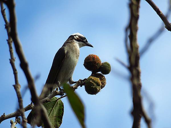 Barclay e3.JPG Barclay e3.JPG