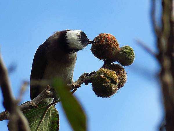 Barclay e4.JPG Barclay e4.JPG